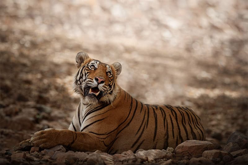 Byculla Zoo, Jijamata Udyan 2025 Update: All You Need to Know About Ranichi BAugust